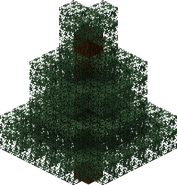 Spruce Tree