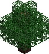 Chestnut Tree