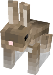 A Jackrabbit
