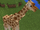 Giraffe (Wildlife Savanna)