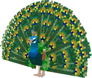Peacock