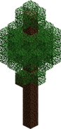 Pine Tree