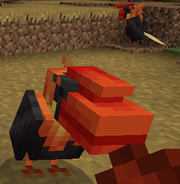 Helmeted hornbill