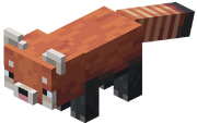 Red Panda