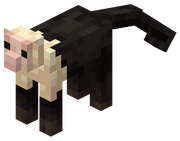Capuchin Monkey