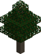 Holly Tree