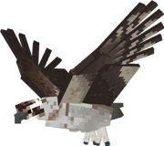 Osprey