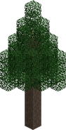 Fir Tree