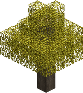 Beech Tree