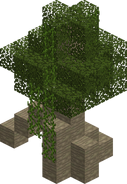 White Mangrove Tree