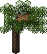 Palm Tree