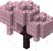 Cherry Tree