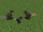 Lyrebird