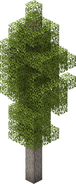 Aspen Tree