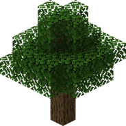 Oak Tree
