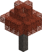 Maple Tree
