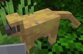 Memur