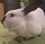 Snowball
