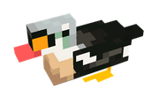 King Eider