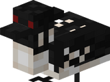 Loon