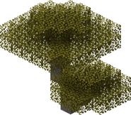 Acacia Tree