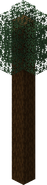 Pine Tree
