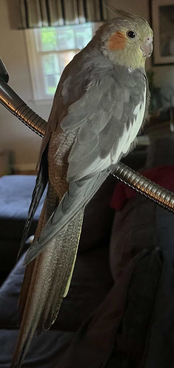 Cockatiel | Minecraft Mobs Wiki | Fandom