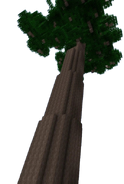 Sequoia Tree