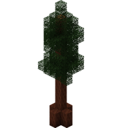 Redwood Tree