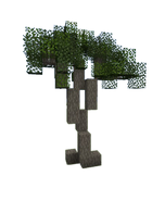 Eucalyptus Tree