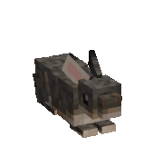 Severalrabbits.gif