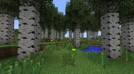 Березовый лес