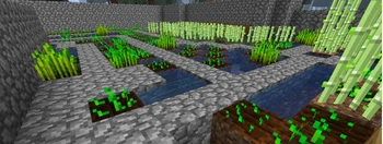 Tyypillinen viljelmä, nähtävissä eri kasvuvaiheissa olevaa  ja .