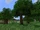 Tree/Gallery