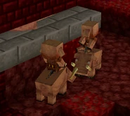 baby Piglins riding baby Hoglins in the Nether