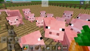 A group of pigs in Pocket Edition.