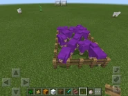 Sheep that have been dyed purple.