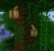 Cocoa bean pods on a tree.