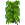 BigLeavesBamboo.png