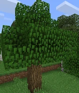 An oak tree with oak logs.