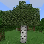 A birch tree with birch logs.