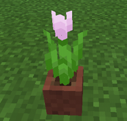 A pink tulip.