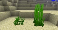 Two types of seagrass. To the left is the short seagrass. To the right is the tall seagrass variant.