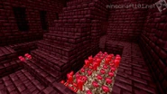 Nether wart farm found in nether fortresses