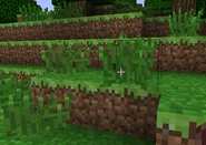 1.6 Grass.png (97 KB) What tall grass looks like in-game.