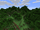 Forest Biome