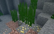 Sea Grass can grow on Golden Ore.