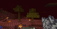 Jungle Sapling grown in the Nether.