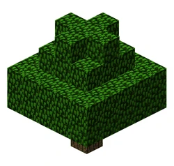 Tammi (tavallinen puu).