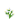 Jasmim